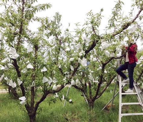 桃樹生病|桃樹 peach 常見問題